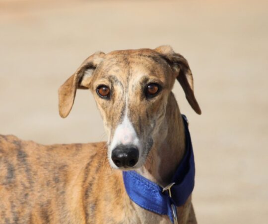 Africa (F) Refuge de la FBM