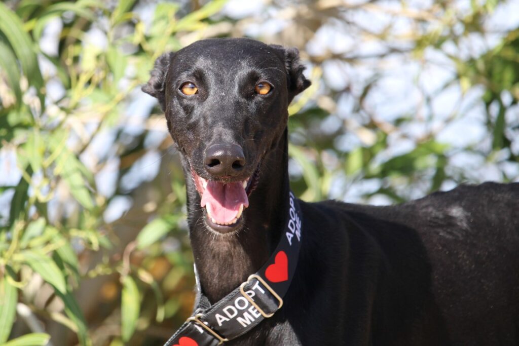 Amapola (F) Refuge de Carmona