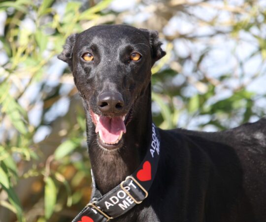 Amapola (F) Refuge de Carmona