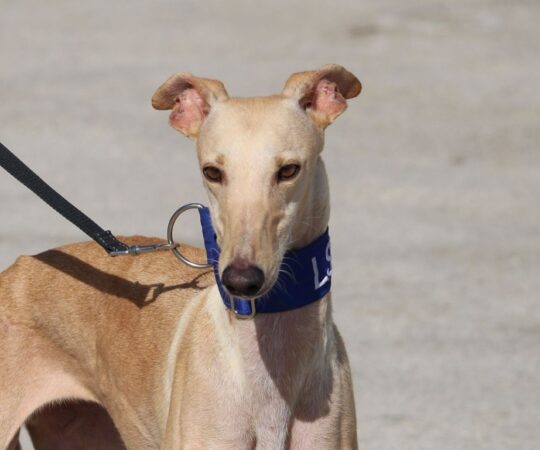 Amber (F) Refuge de la FBM