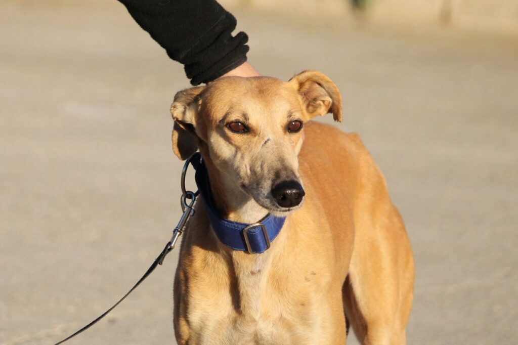 Belen (F) Refuge de la FBM