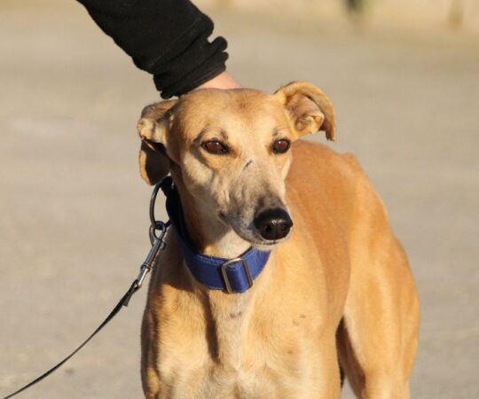Belen (F) Refuge de la FBM
