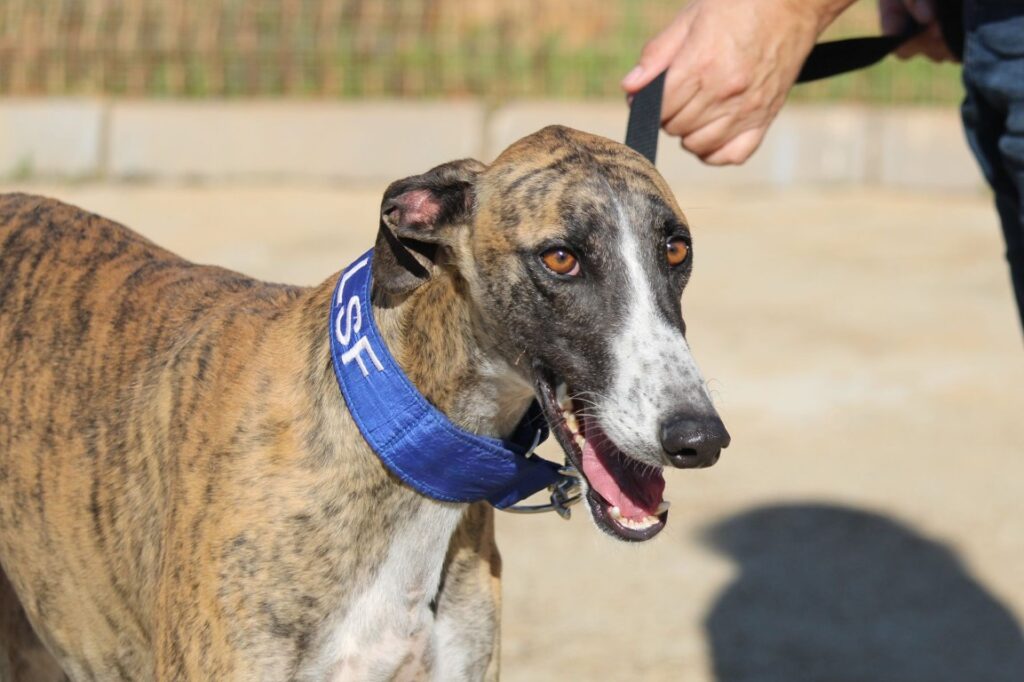 Beto (M) Refuge de la FBM