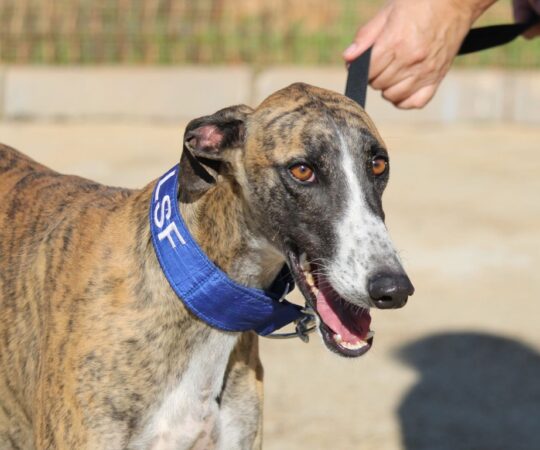 Beto (M) Refuge de la FBM.