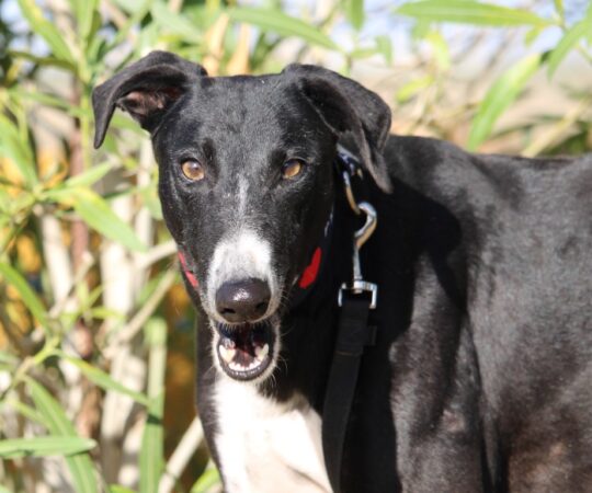Bosco (M) Refuge de Carmona