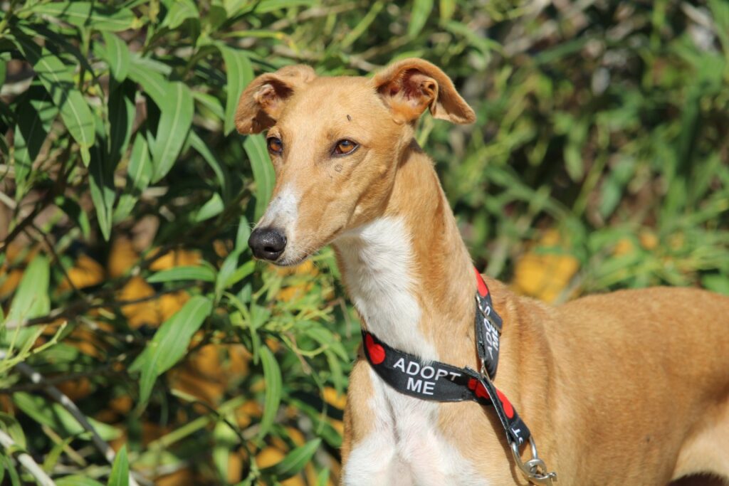 Calia (F) Refuge de Carmona