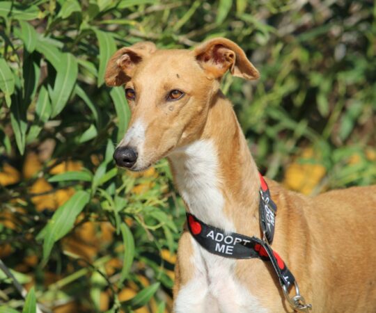 Calia (F) Refuge de Carmona