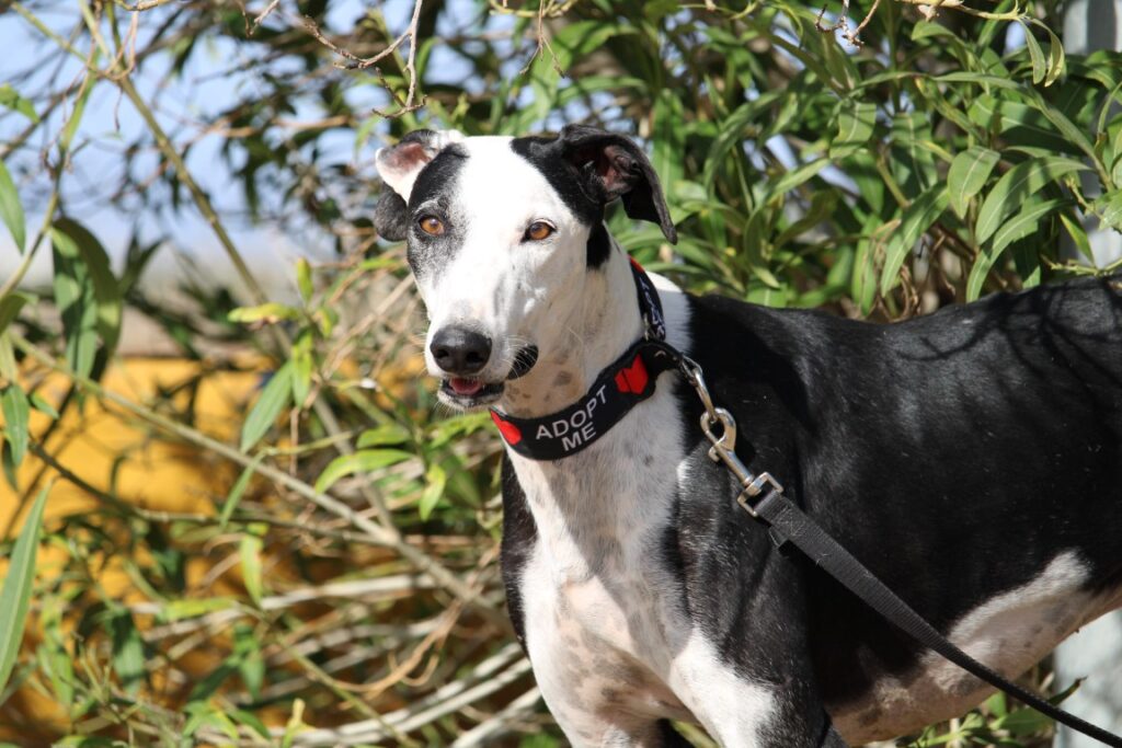 Camaron (M) Refuge de Carmona