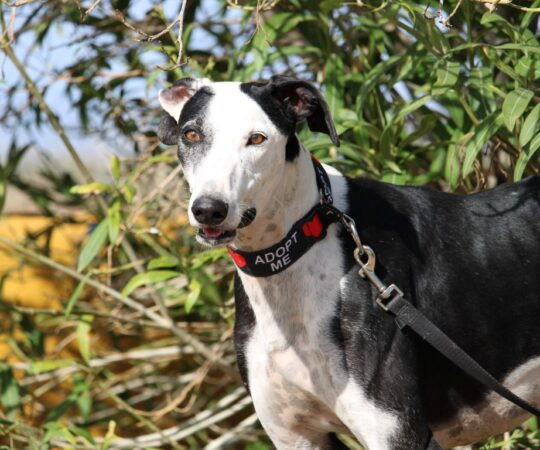 Camaron (M) Refuge de Carmona