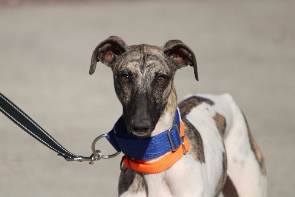 Chiquet (M) Whippet / Refuge FBM Adopté