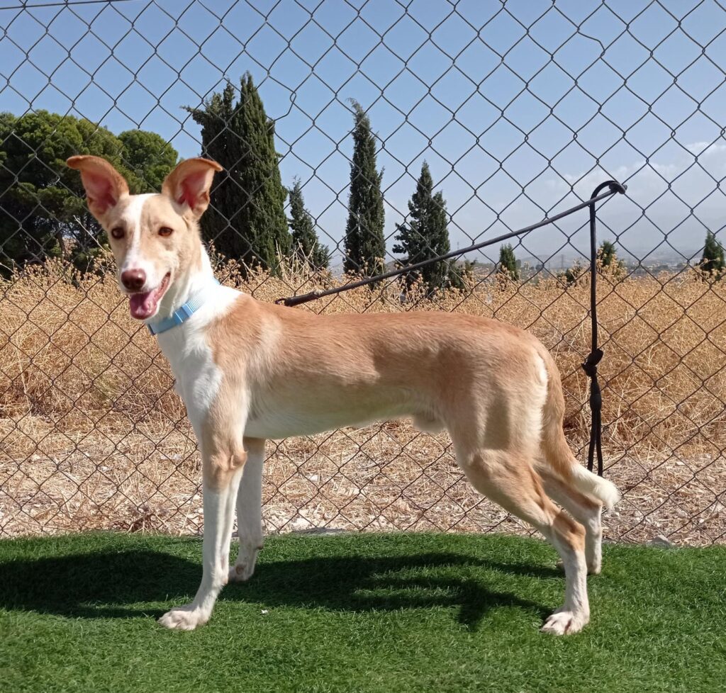 CHOLO (M) /Mix podenco / Abyda