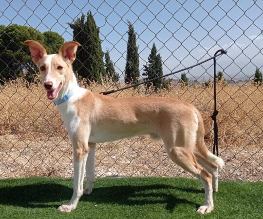 CHOLO (M) /Mix podenco / Abyda