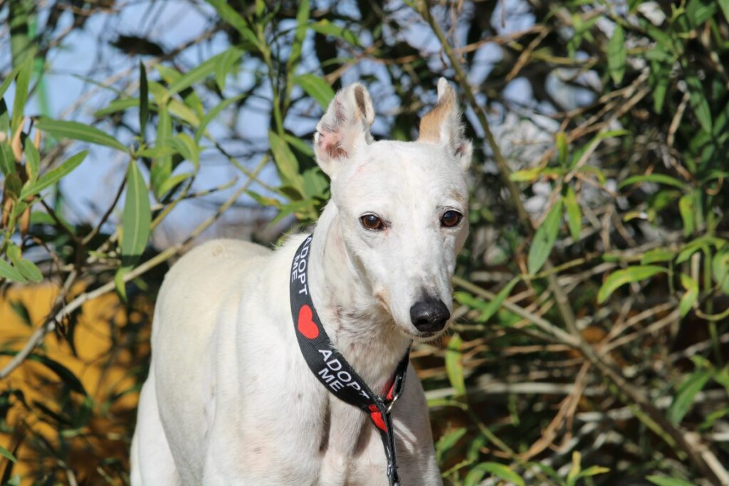 Coralie (F) Senior Refuge de Carmona