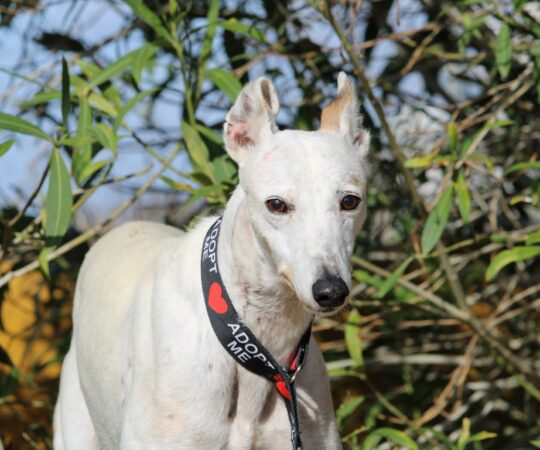 Coralie (F) Senior Refuge de Carmona