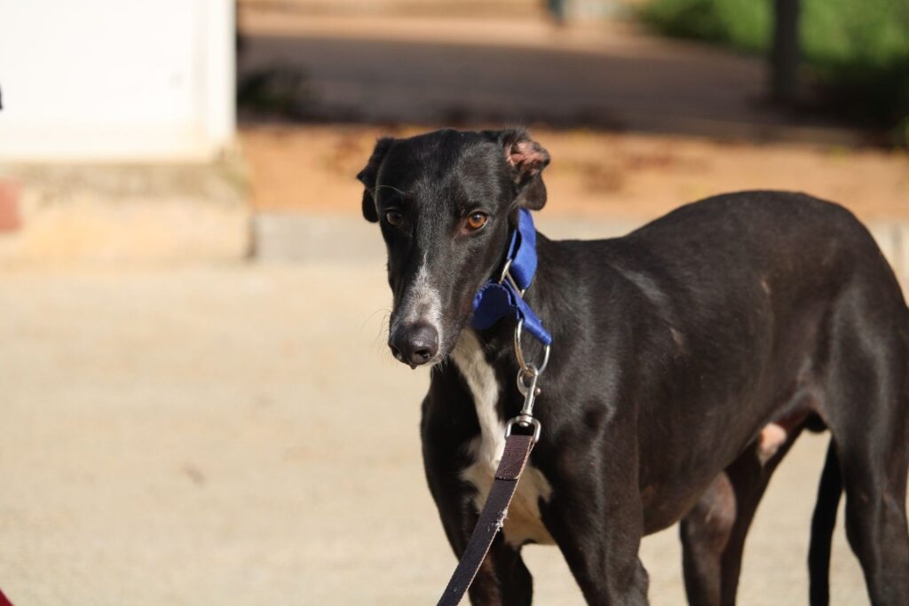 Coco (M) Refuge de la FBM