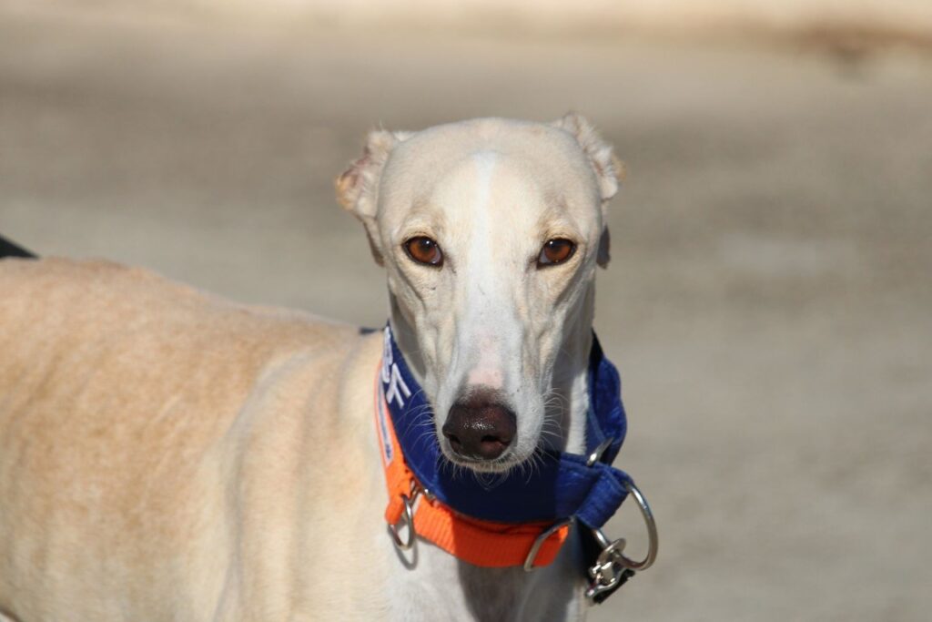 Crème (F) Refuge de la FBM