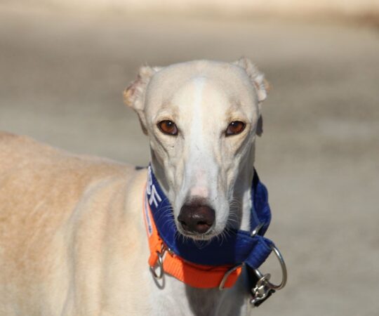 Crème (F) Refuge de la FBM