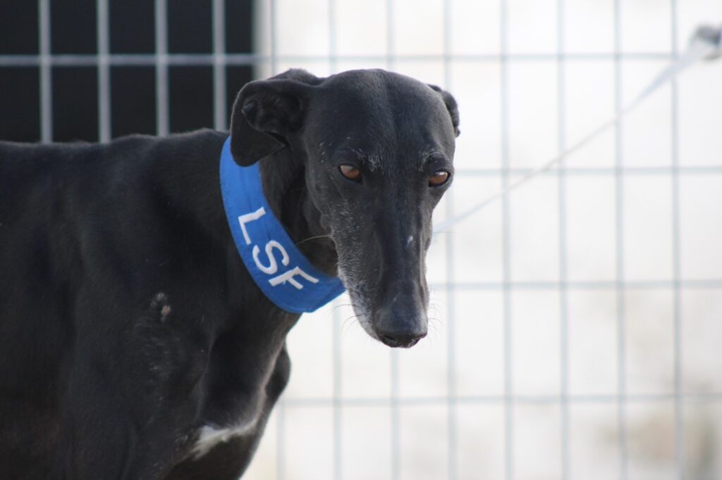 Dana (F) Refuge d’Ecija