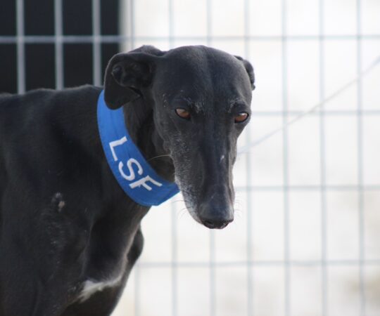 Dana (F) Refuge d&rsquo;Ecija