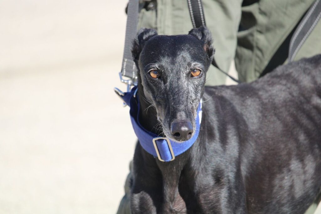 Diana (F) Refuge de la FBM