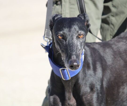 Diana (F) Refuge de la FBM