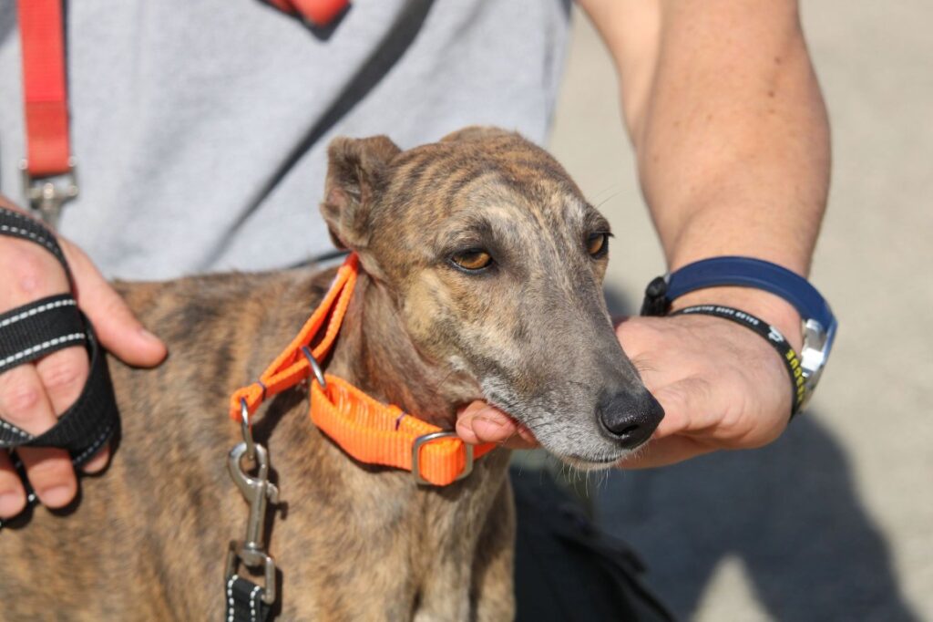 Dina ( F) Whippet / Refuge de la FBM