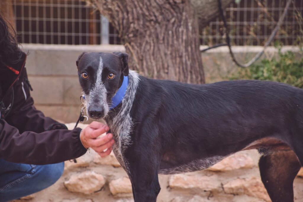Elmo (M) Refuge de Tobarra