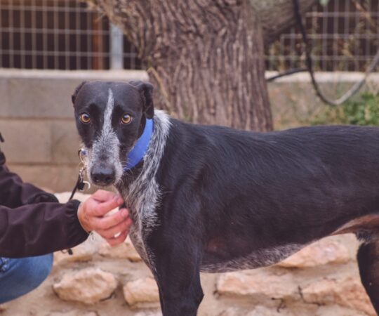 Elmo (M) Refuge de Tobarra