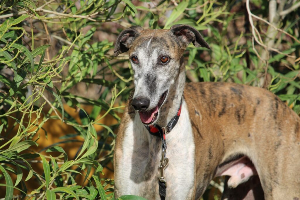 Empapée (M) Refuge de Carmona