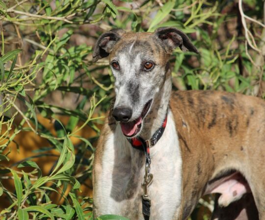 Empapée (M) Refuge de Carmona