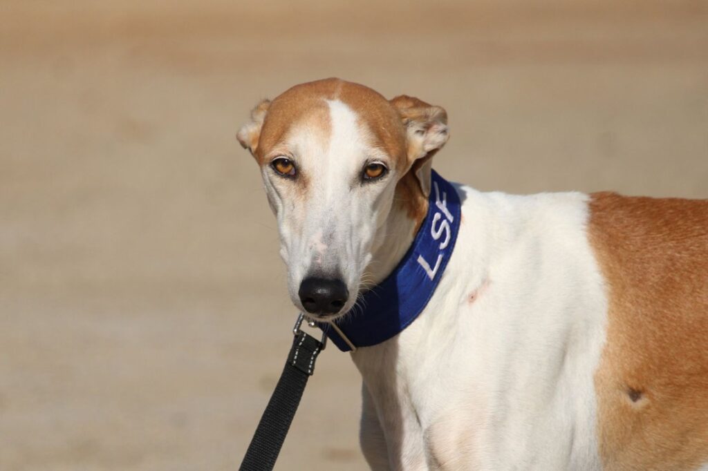 Enola (F) Refuge de la FBM.