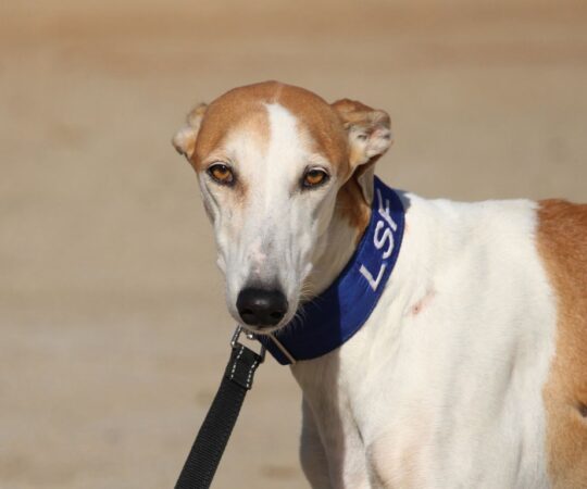 Enola (F) Refuge de la FBM.