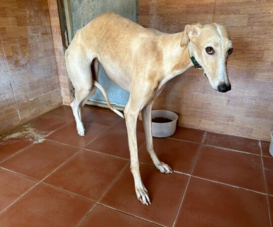 Evelyn ( F) Hôpital du refuge de Carmona