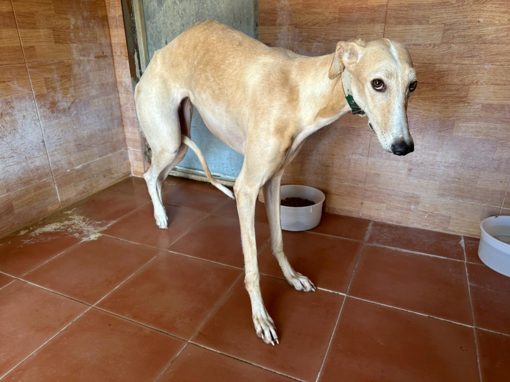 Evelyn ( F) Hôpital du refuge de Carmona