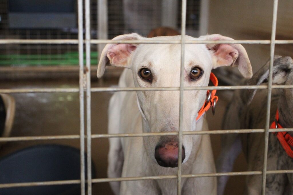 Fédé (M) Refuge de la FBM