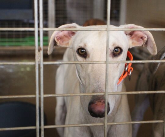 Fédé (M) Refuge de la FBM