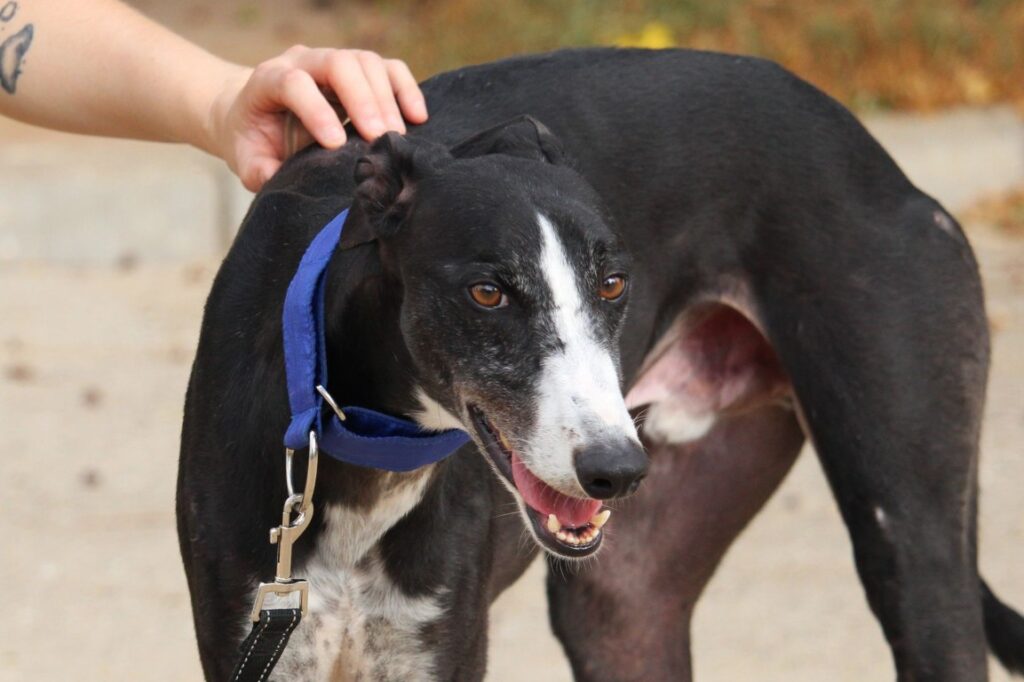 Francis (M) Refuge de la FBM depuis plus d’un an