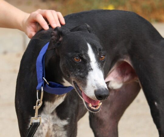 Francis (M) Refuge de la FBM depuis plus d’un an