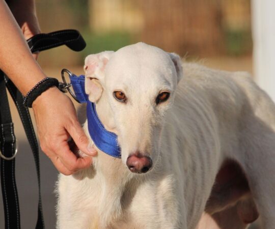 Gandalf (M) Refuge de la FBM