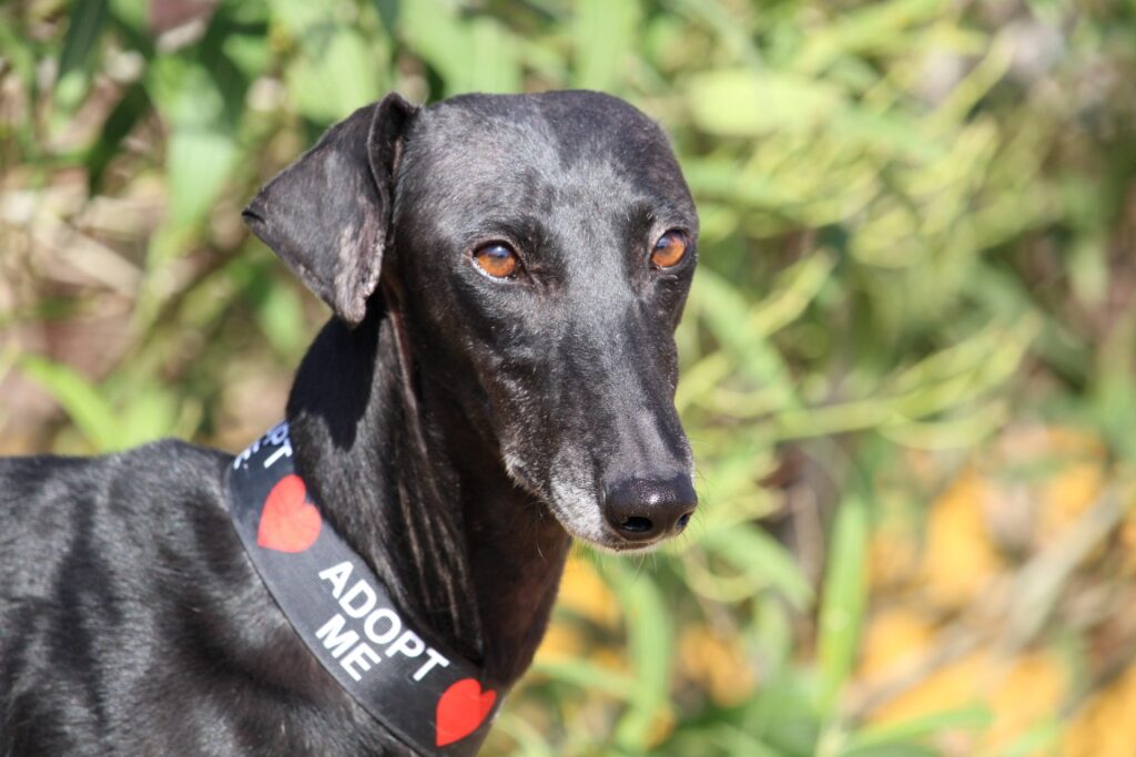 Granaina (F) Refuge de Carmona