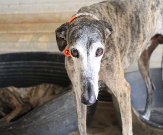 Guillé (M) Jeunior / Refuge de la FBM