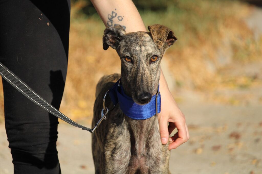 Guillerma (F) Refuge de la FBM