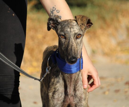 Guillerma (F) Refuge de la FBM