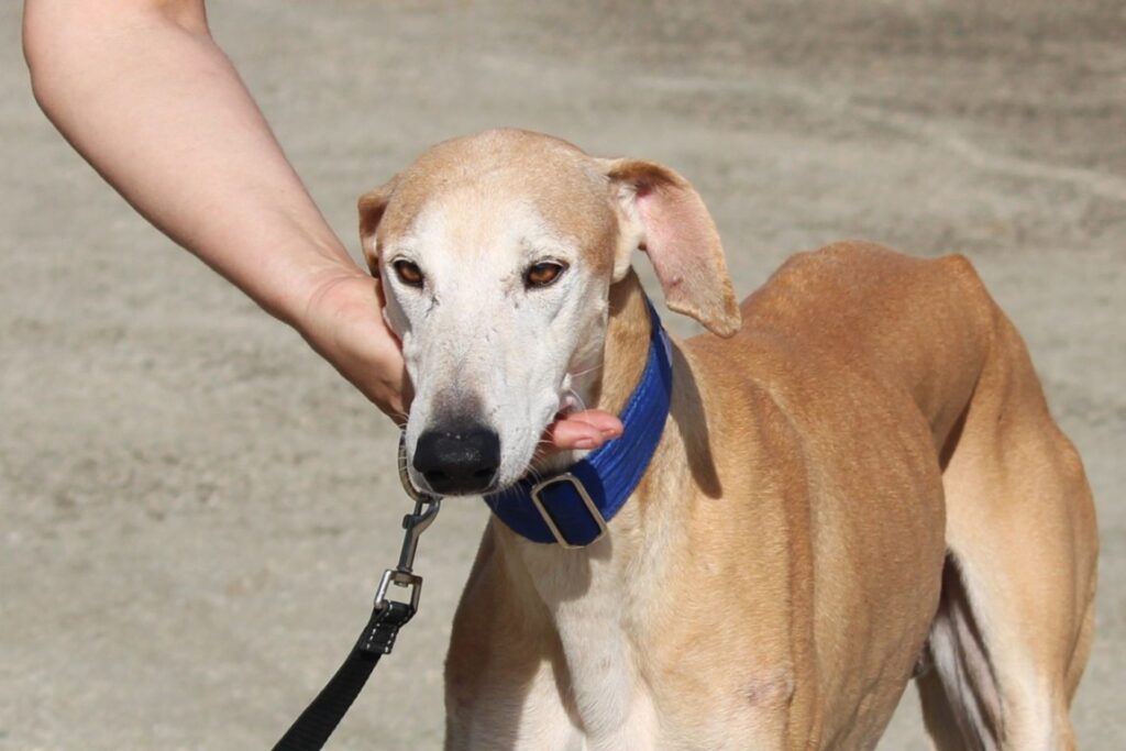 Hugo (M) Jeunior / Refuge de la FBM