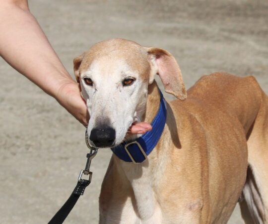 Hugo (M) Jeunior / Refuge de la FBM