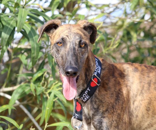 Jeque (M) Refuge de Carmona