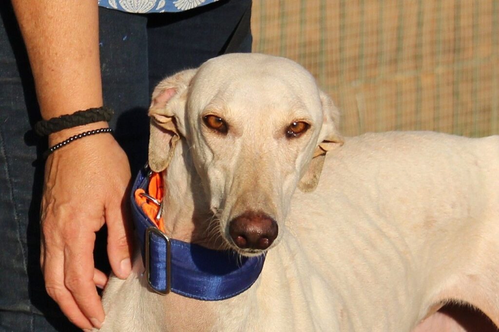 Joya (F) Refuge de la FBM