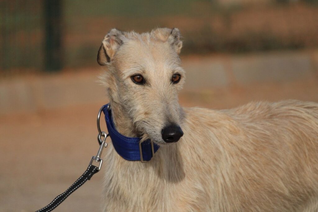 Léo (M) Refuge de la FBM