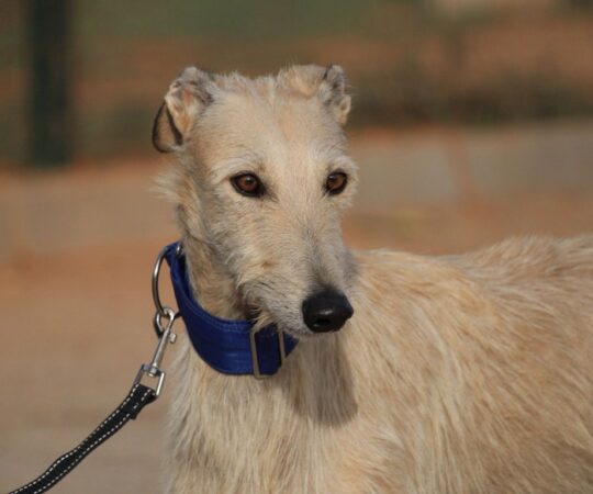 Léo (M) Refuge de la FBM.