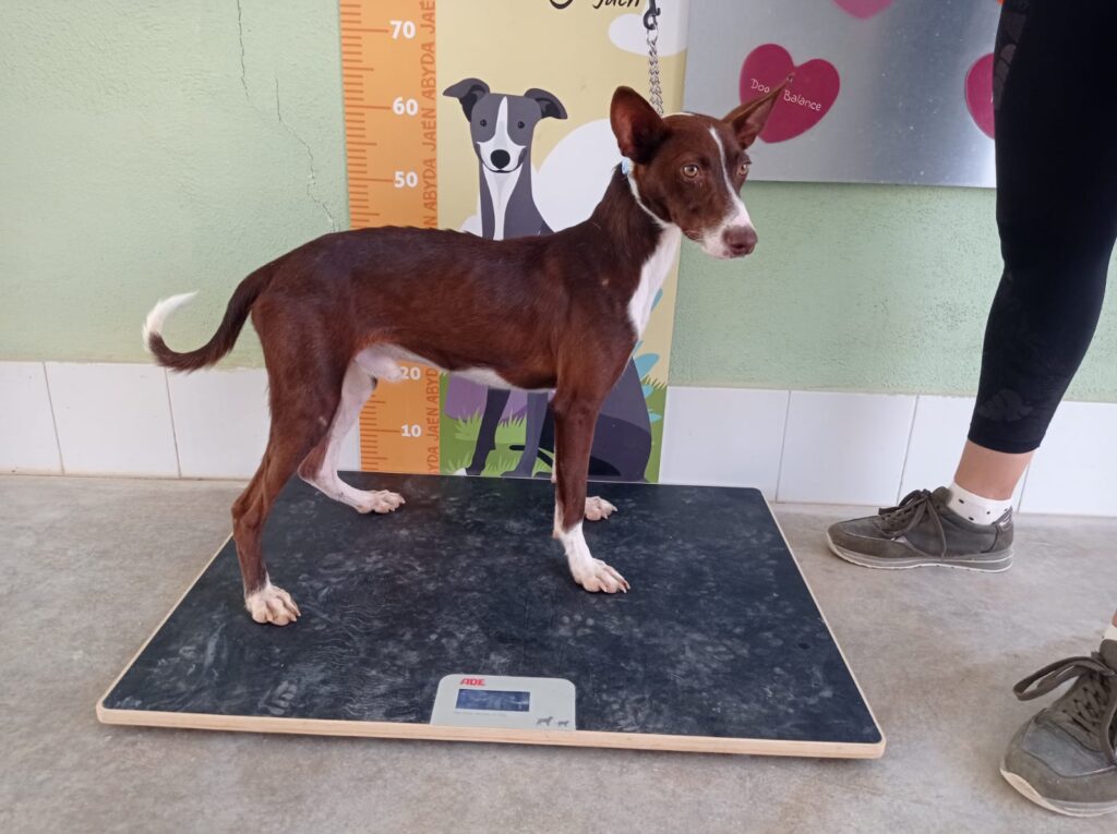 LUCHO (M) / Podenco / Abyda